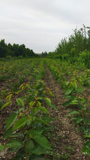 уголь каракече бешсары шабыркуль каражыра доставка бишкек купить фото: Саженцы плодовых деревьев (полевая плантация) - Ровные ряды молодого — 6