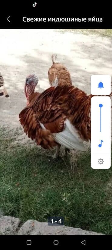 птица домашняя: Свежие индюшиные яйца - Домашнее подворье, на натуральном корме - — 1