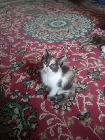 долматинец щенок: Кошка даром: Ангорская, 2 месяца, Девочка — 4