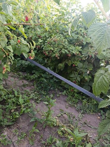 саженцы шиповника: Малина — 18