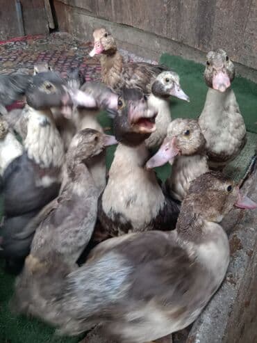 питбуль цены: Муларды (мусусные утки, молодняк)

- штуки по 300 сом — 2