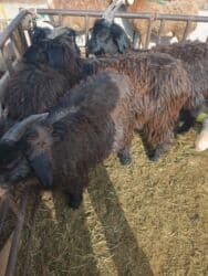 куда можно отдать собаку в бишкеке: Продаю | Коза (самка), Козёл (самец), Козлёнок — 1