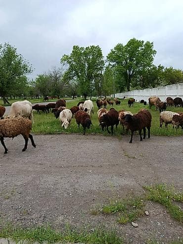 кой: Продаю | Овца (самка) — 3