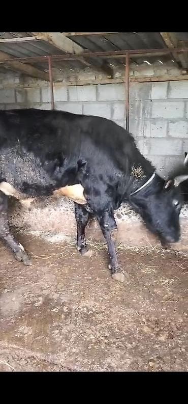 бенгальская кошка цена бишкек: Продаю | Корова (самка), Бык (самец), Тёлка | Швицкая | На откорм, На забой, Для разведения | Осеменитель — 3