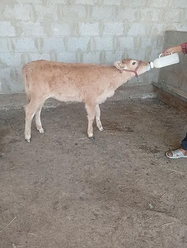 кой сатып алам бишкек: Сатам | Уй (ургаачы), Кунаажын, Музоо | Алатоолук | Көбөйтүү үчүн, Сүт алуу үчүн | Асыл тукумдуу, Музоологондон кийин — 10