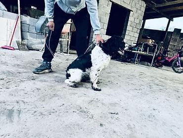 стерилизация собак бишкек цена: Спаниель, 1 жаш, Эркек — 6