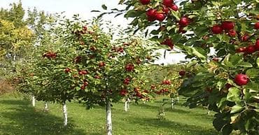 обувь для охоты: Обрезка плодовых деревьев. Опытные садовники. Делаем свою работу — 3