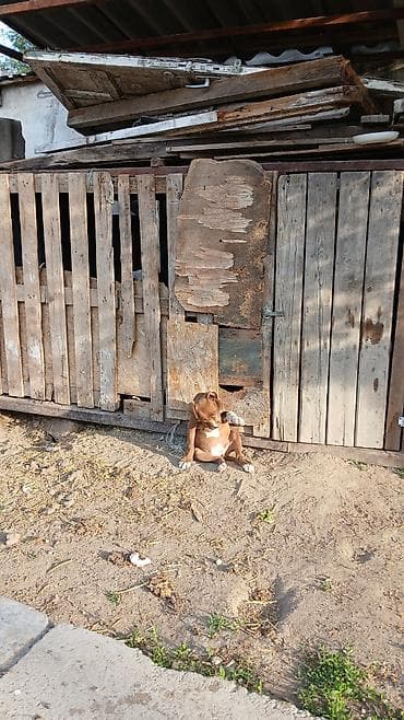 Продажа собак: Питбуль, 2 месяца, Самка — 4