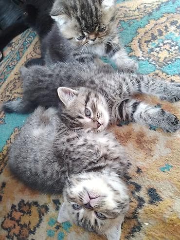 Животные: Шотландские котята. 1,5 месяца. 2з девочки, мальчик на брони — 1