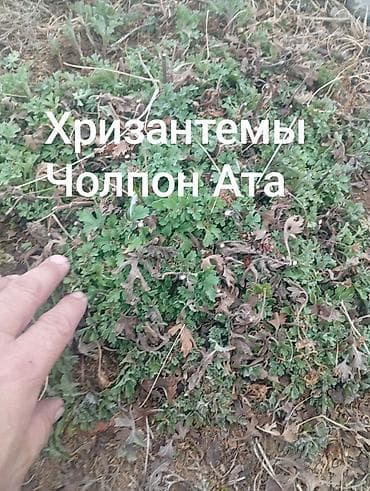 коробка умут: Хризантемы — большие кусты для сада и клумб. Сегодня, 12 февраля 2026 — 1