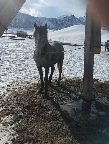 ош мал базар: Продаю | Конь (самец) | Рабочий — 3