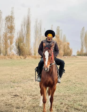 в связи с переездом отдам попугая жако в добрые руки: Продаю | Жеребенок | Рабочий — 2