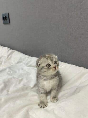 если не кастрировать кота: Шотландские котята Лучший подарок на Новый год и не только!😍 Плюшевые — 2