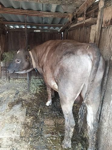 хорек купить: Продаю | Бык (самец) | На откорм | Привязанные — 2