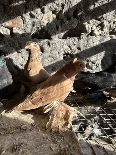 вольеры для собак бу: Продаю голубей!!!! На фото представлены голуби разных пород. Цены на — 32