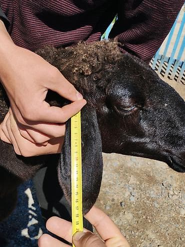 мышык алам: Сатам | Козу | Гиссар | Көбөйтүү үчүн | Асыл тукумдуу — 6