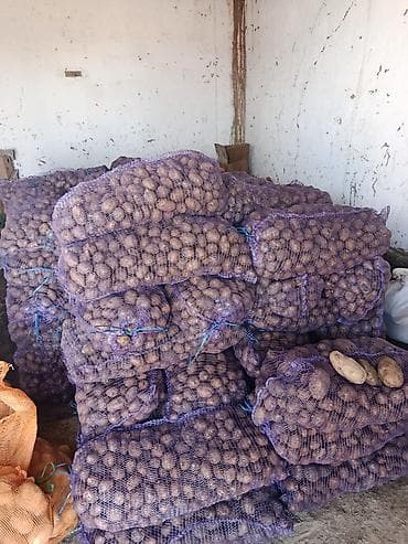 одежда для кормящих: Картошка Оптом — 2