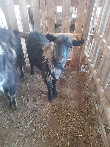 собаки тайган: Сатам | Эчки (ургаачы) | Көбөйтүү үчүн — 2