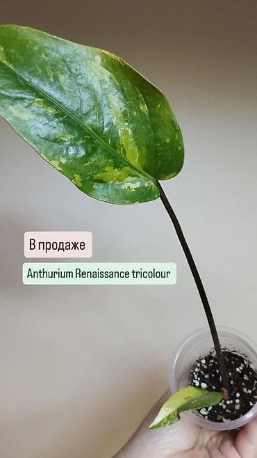 антуриум: В продаже ❇️ Вариегатный Липовидный Гибискус (укоренен из — 3