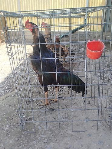 тайган собака цена бишкек: Дакан короздор сатылат активный алмашу жолдору бар жемге жугоруго — 2