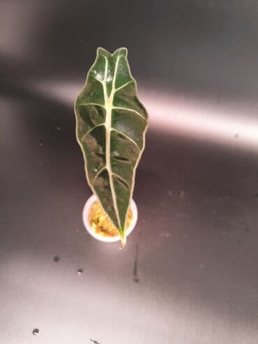 всё для сада: Алоказия Полли — 5