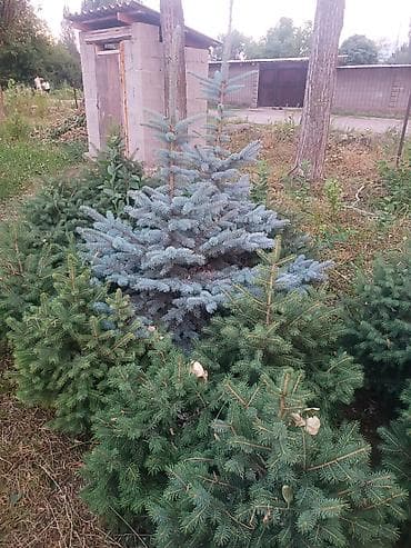Дом и сад: Ели для участка: зелёные и голубые (колючая ель/ель голубая) - — 1