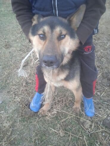 кавказ собака: Собака среднего размера, похожая на овчарку/метис овчарки. Окрас — 4