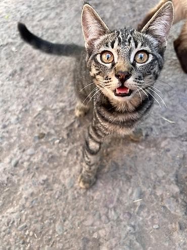 малинкий кошка: Котята разного окраса - Полосатые короткошёрстные котята с — 1