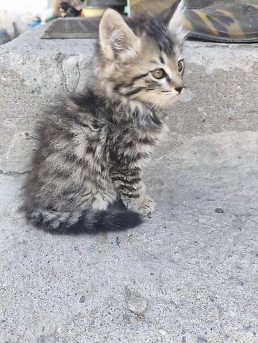 котяты: Пушистые котята - в добрые рукис красивым серебристо-тигровым — 2