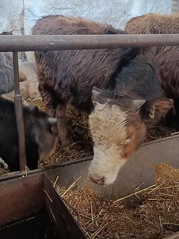 4 5мм: Сатам | Бука (эркек) — 6