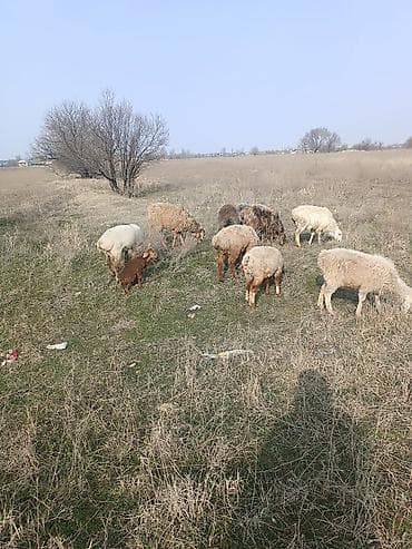 А/ч жаныбарларын сатып алам: Сатам | Ургаачы кой (ургаачы) | Көбөйтүү үчүн | Ургаачы — 6