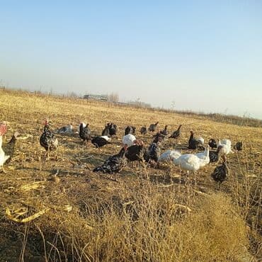 где купить фазанов для разведения: Продаются индюки на мясо. Выращенные на свободе в поле. Корм составлял — 10