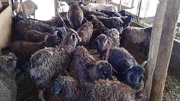 породистые козы: Продаю | Козлёнок — 6