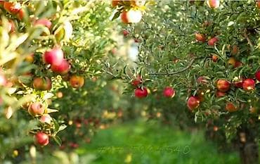 алмалар: Продаётся плодоносящий сад с домом и баней — Аламудунский район — 2