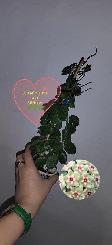 топурак сары: Комнатные растения — саженцы и черенки. 1) Живое дерево (лечебное) — — 8