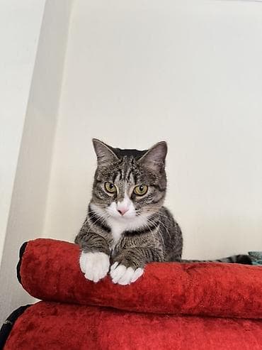 кошка рыжая: Кошка даром: Беспородная, Девочка, Приучена к лотку — 1