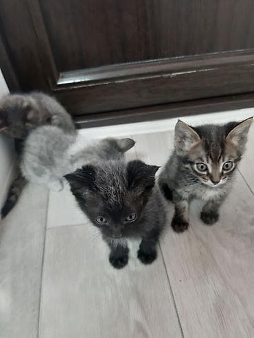 где можно взять кошку: Котята, помёт из нескольких малышей. Окрас на выбор: - дымчато‑чёрные — 3