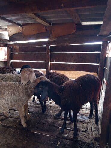 продажа щенков немецкой овчарки в бишкеке с документами: Сатам | Ургаачы кой (ургаачы) | Көбөйтүү үчүн | Жасалма жол менен боозутуу — 4