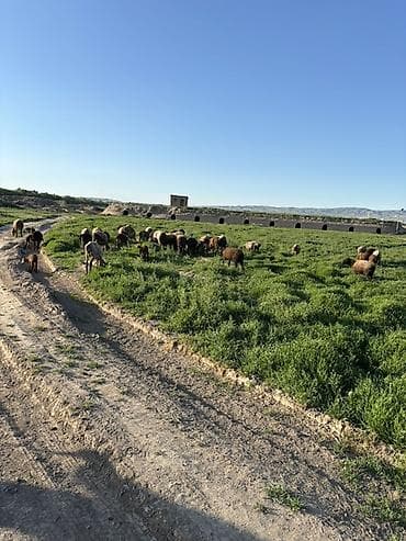 каракол животных: Продаю | Овца (самка) | Для разведения — 5