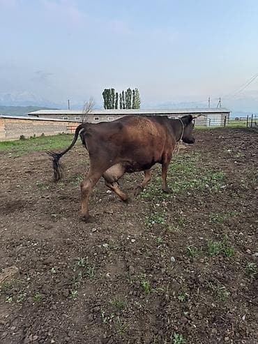 номер приюта для животных бишкек: Продаю | Корова (самка) | Швицкая | Для молока | Привязанные — 2