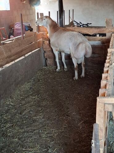 хомяк домашний купить: Продаю | Овца (самка) | Для разведения | Племенные — 4