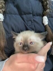 домик для кот: Котята ищут любящую семью и заботливые руки.Только в ответственные — 5