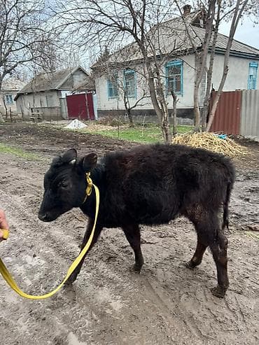 тай нарын: Продаю | Музоо, торпок | Алатауская | На забой, Для молока | Отела не было — 5