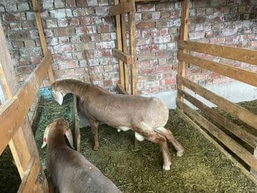 продам козу дойную: Продаю | Овца (самка) | Для разведения — 9