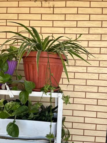 лимон цветы: Распродаю комнатные цветы срочно переезжаем — 11