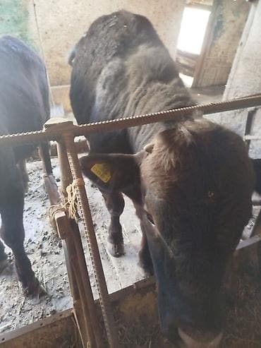 кулак тай: Продаю | Бык (самец) | На откорм | Привязанные — 6