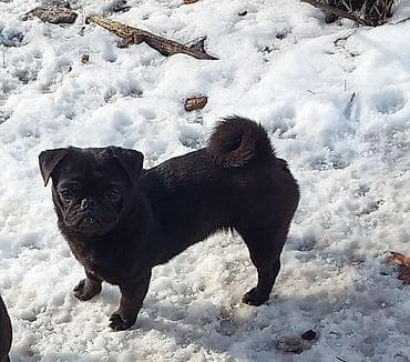 Мопс, 11 месяцев, Самка, С прививкой