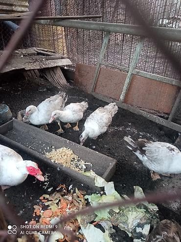 Аквариумы: Мускусные утки (индоутки), белые и пегие. селезень большой за 1500 — 3