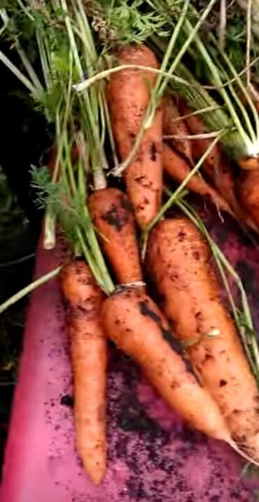 купить собаку шпица недорого: Марков савиз свежий сочный вкусный для скота в мешках в любом — 3