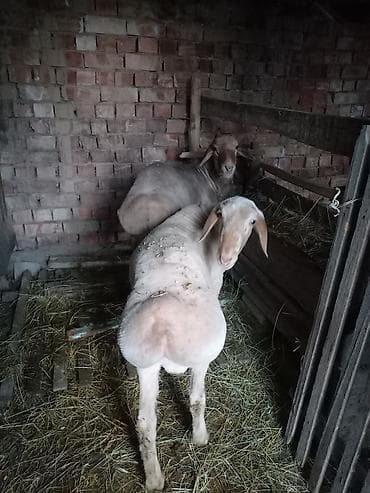 баран рамановский: Продаю | Баран (самец) | Для разведения | Матка — 1